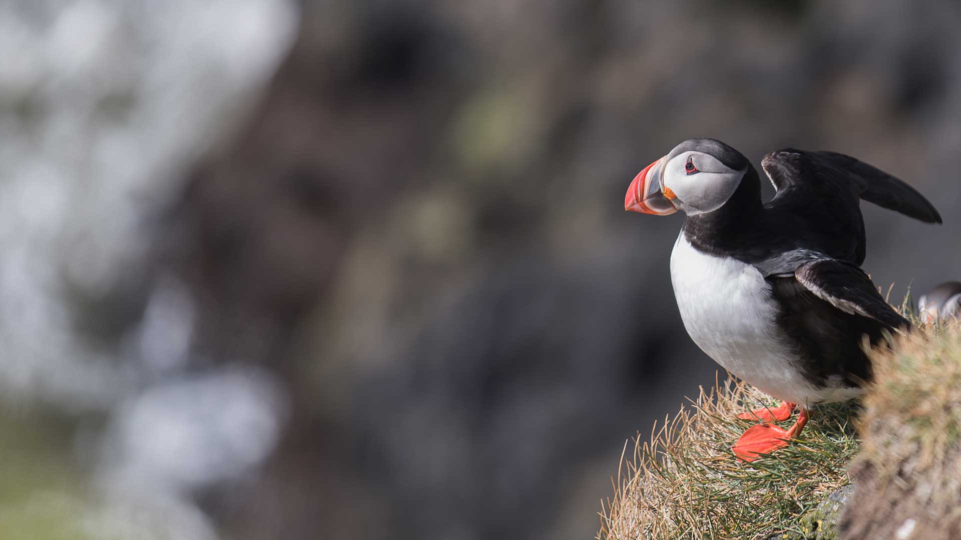 Puffin in Vestmannaeyjar Islands