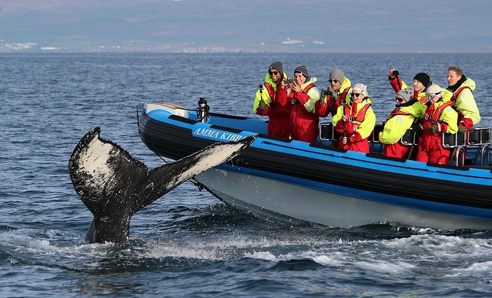 gentle giants whale watching