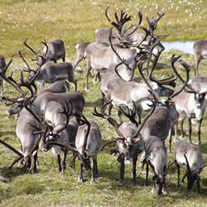 reindeer safari in east iceland